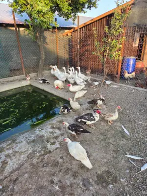 Rate si Gaste de Vanzare - imagine 6 Rate si Gaste de Vanzare - imagine 6