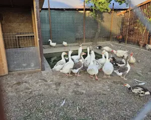 Rate si Gaste de Vanzare