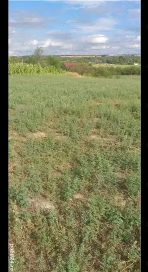 Teren intravilan Husasau de Tinca Bihor  - imagine 3