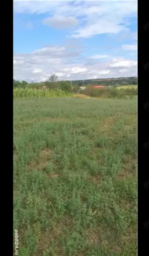 Teren intravilan Husasau de Tinca Bihor  - imagine 5