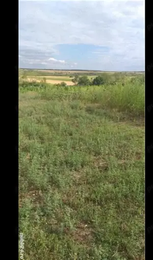 Teren intravilan Husasau de Tinca Bihor  - imagine 6