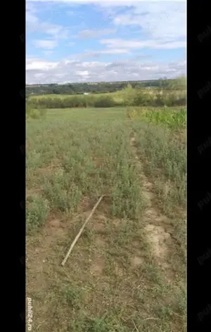 Teren intravilan Husasau de Tinca Bihor  - imagine 8