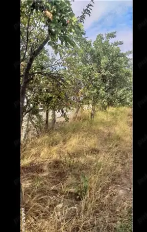 Teren intravilan Husasau de Tinca Bihor  - imagine 4