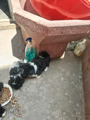 Caini Bichon havanez - imagine 2