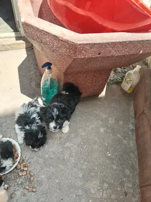 Caini Bichon havanez - imagine 3