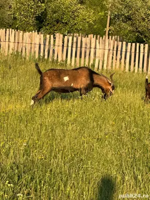 Tap anoglubian - imagine 2