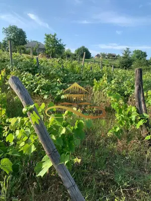 Teren EXTRAVILAN de vanzare BOSOTENI / TESCANI 7100 mp - imagine 8