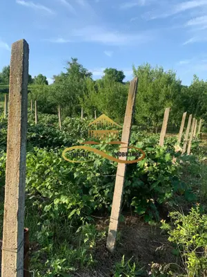 Teren EXTRAVILAN de vanzare BOSOTENI / TESCANI 7100 mp - imagine 14