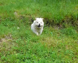 Vând câini rasă pură chow chow  - imagine 2