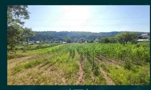 Teren și casă de vânzare în Țicleni, sat Tunși - imagine 4