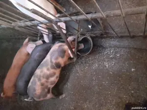 șoldani de vânzare