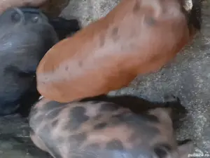 șoldani de vânzare - imagine 3