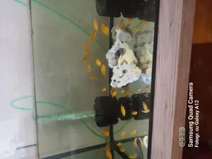 Ciclide ,pești acvariu  - imagine 5