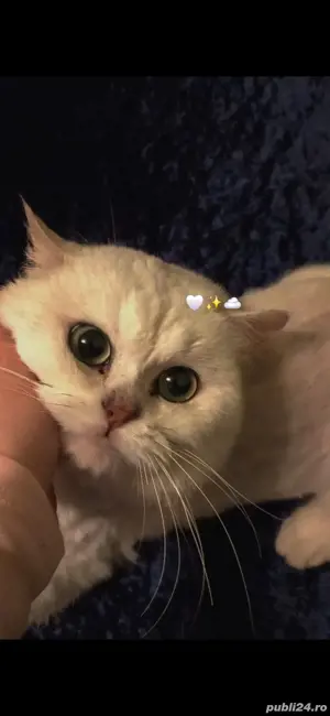 Vând British Shorthair Silver  - imagine 2 Vând British Shorthair Silver  - imagine 2