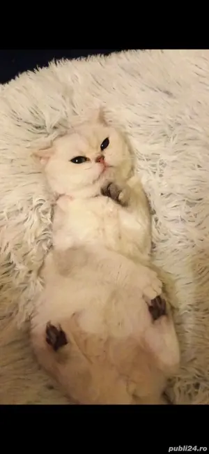 Vând British Shorthair Silver 