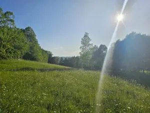 TEREN DE VANZARE APROAPE DE PADURE  - imagine 3