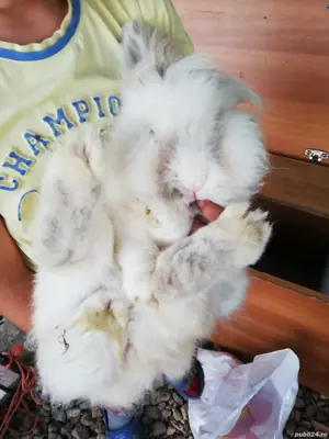 Vand iepurita cap de leu 