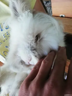 Vand iepurita cap de leu  - imagine 3