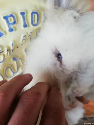 Vand iepurita cap de leu  - imagine 2