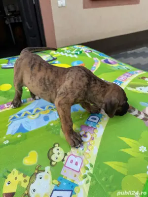 Pui Presa Canario - imagine 2