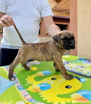 Pui Presa Canario - imagine 3