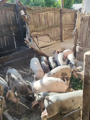 Vand purcei - imagine 3