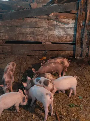 Vand purcei - imagine 2