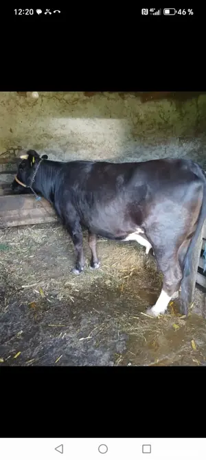 achizitii vaci.tauri