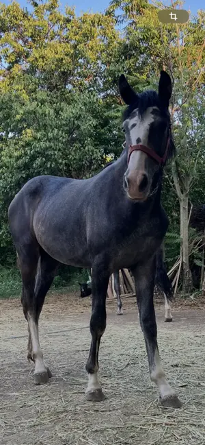 Vând manza ,exemplar frumos.