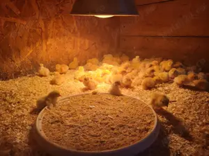 Vand Oua de prepelita Polara Gigant - imagine 3