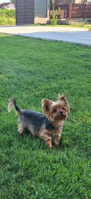  pui yorksire terier mini Toy