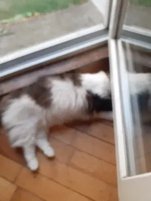 Donez pisoi deosebit de 4 ani sterilizat. - imagine 2