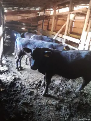 vand lot viței angus 