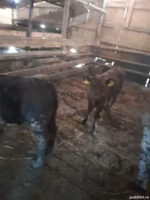 vand lot viței angus  - imagine 2