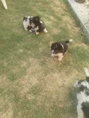 Catei Bichon havanez  - imagine 3