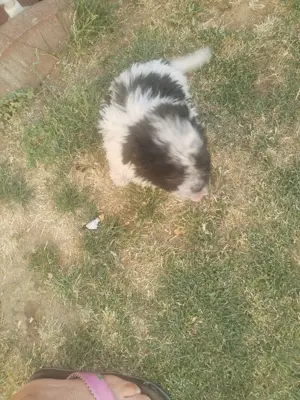 Catei Bichon havanez 