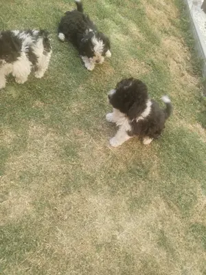 Catei Bichon havanez  - imagine 5