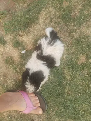 Catei Bichon havanez  - imagine 2