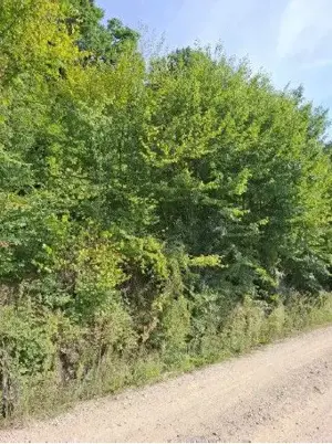 Teren extravilan Sotanga, ID: R2590381 - imagine 5