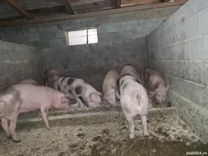 Soldani petrean si landras 