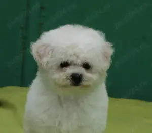pui Bichon Frise - imagine 3