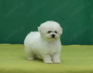 pui Bichon Frise cu pedigree FCI - imagine 5