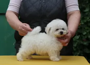 pui Bichon Frise - imagine 2