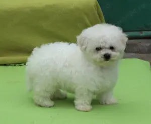 pui Bichon Frise - imagine 4