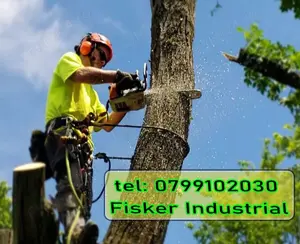 Pret taiere copaci, pomi inalti, uscati, brad, nuc, plop, cires, tei