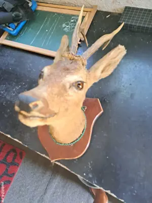 panoplie cap de caprior cu 3 ramuuri