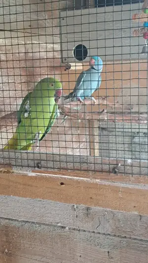 Vând pereche de Micul Alexander