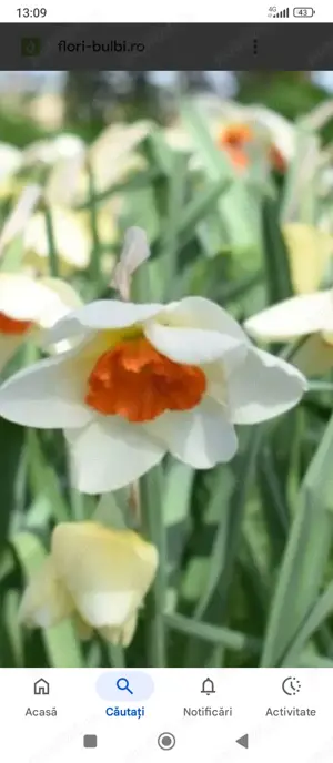 Bulbi de narcise olandeze ,mix 5 soiuri,3 buc 12 lei