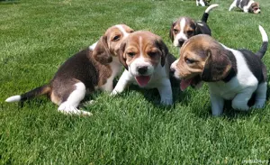 pui Beagle 