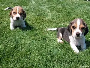 pui Beagle  - imagine 3